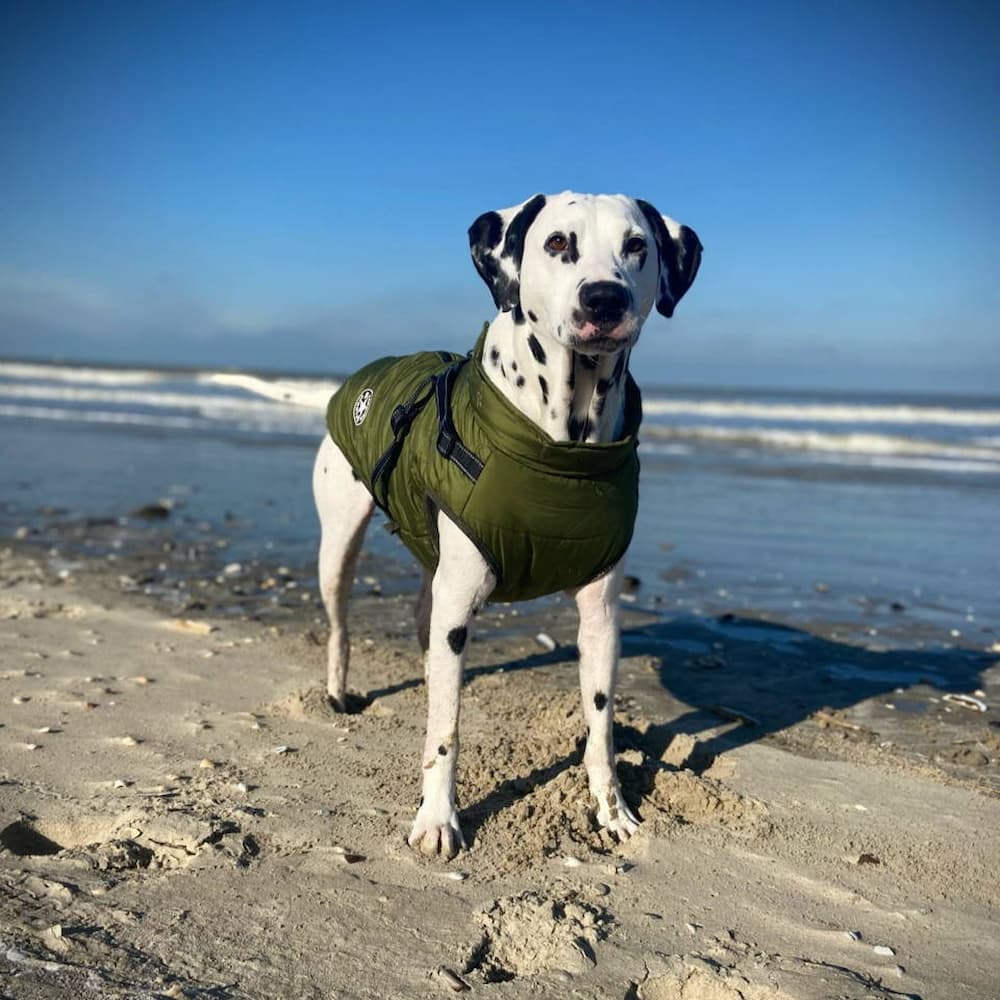Wasserdichter Parka für Hunde - Schutz & Stil 