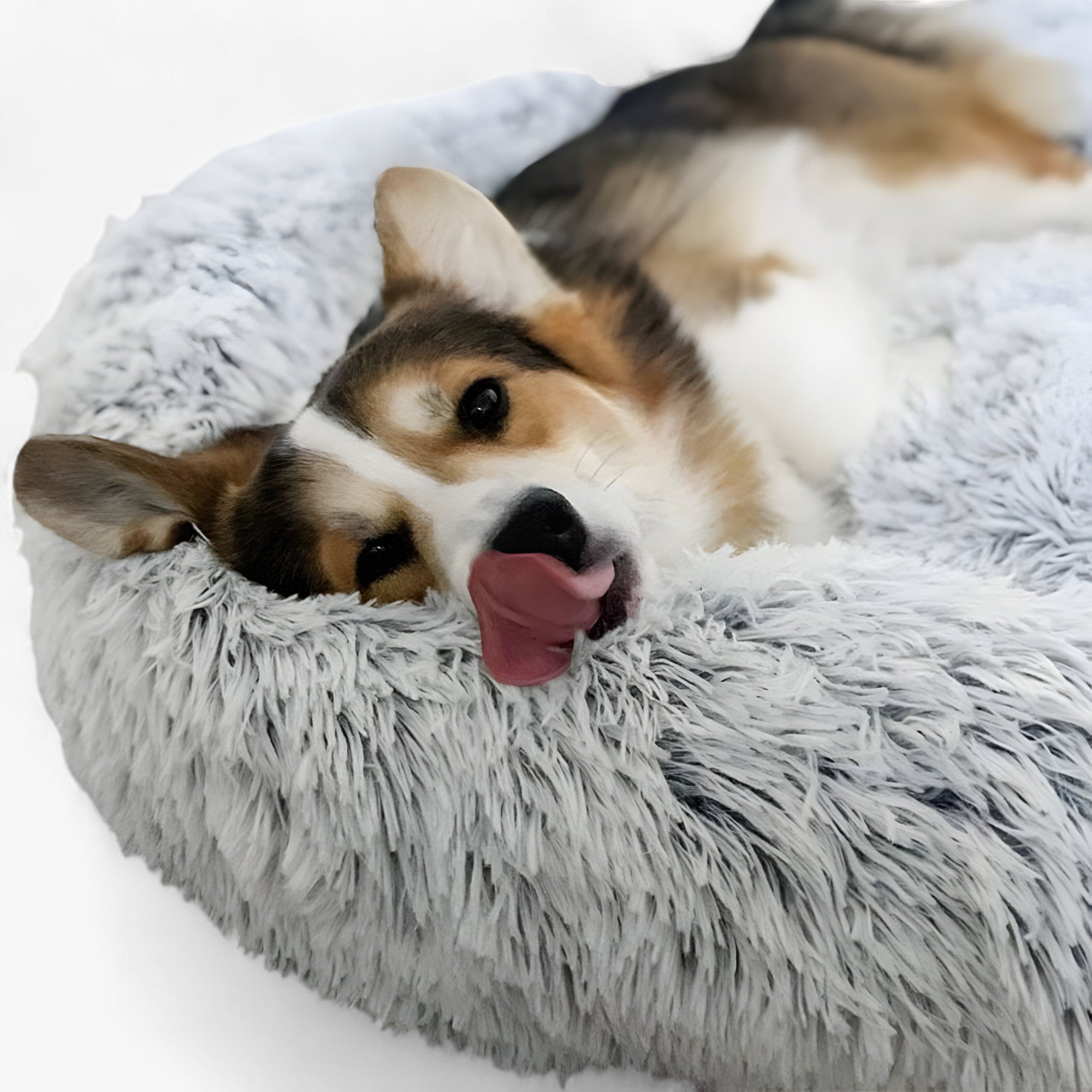 Rauhoittava Sänky Eläimille – Mukava Ja Korjaava Uni 