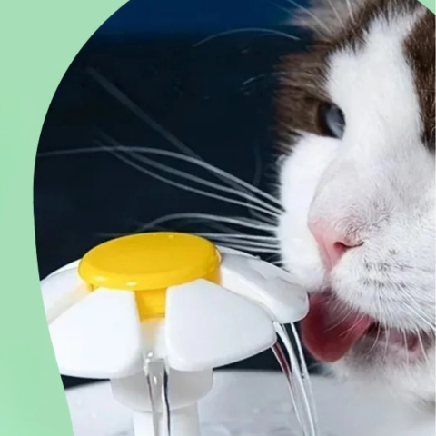 Drinkfontein voor Katten — Continue Hydratatie en Altijd Vers Water 