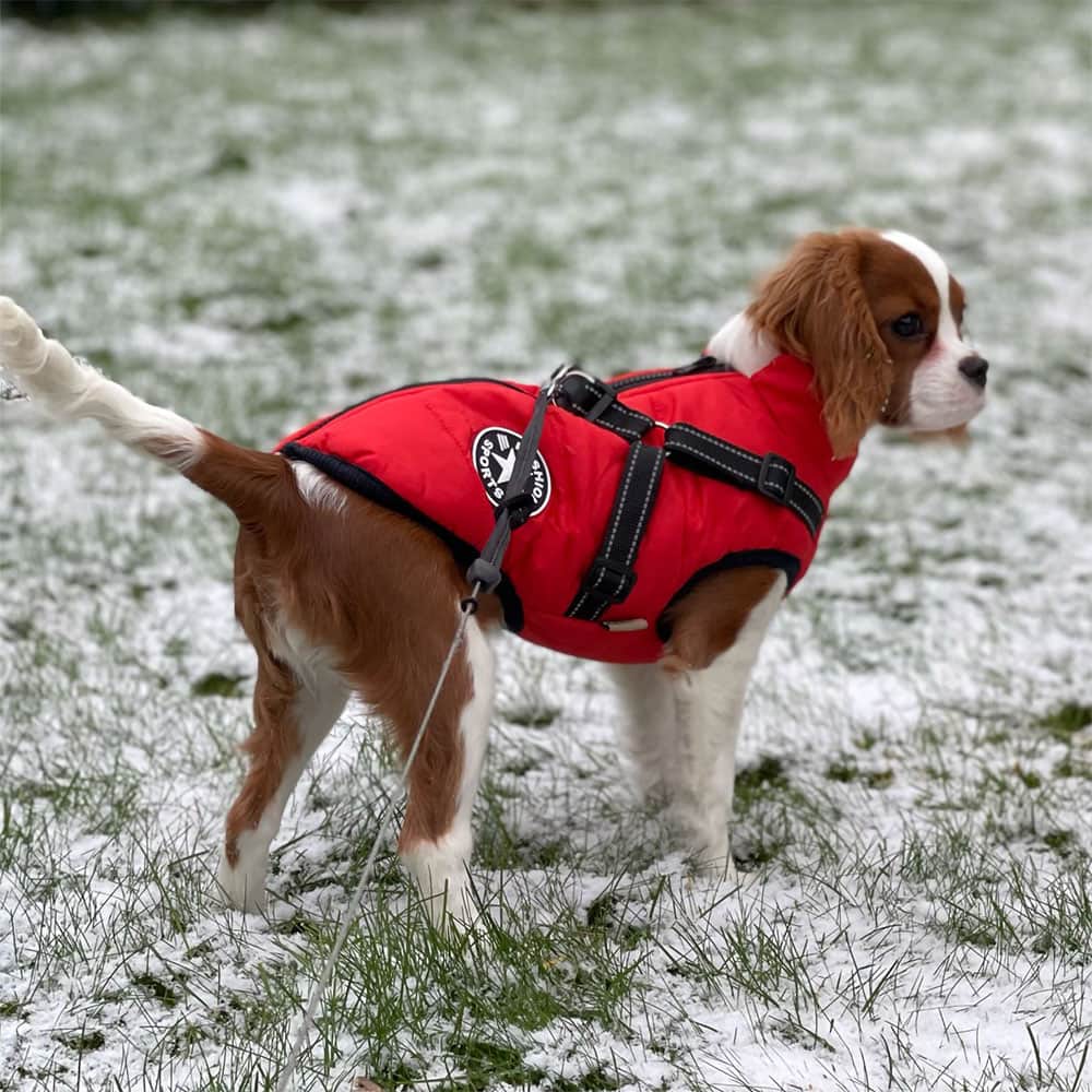 Wasserdichter Parka für Hunde - Schutz & Stil 